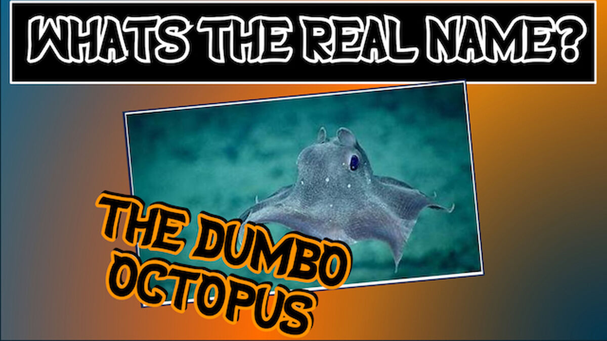 Frightful Face-Off: Deep Sea Edition image number null
